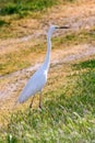 Great EgretÃÂ Ardea alba Great White Egret, Common Egret Royalty Free Stock Photo